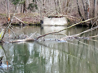 Eisvogelbrutplatz Amperstausee Jan 11