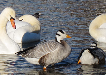 streifengans1_1326 Streifengans Flaucher