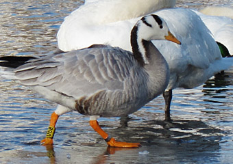 streifengans2_1317 Streifengans Flaucher