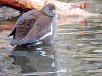 Teichhuhn Amperstausee Jan 11