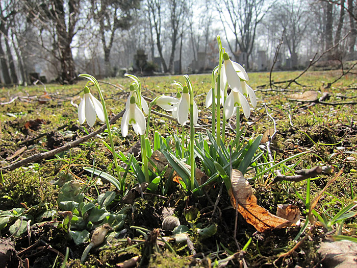 Frühling Perlacher Friedhof 2011