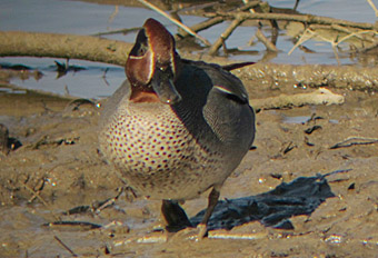 krickente echinger stausee