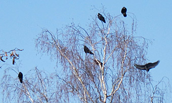 Saatkrähenkolonie Friedhof am Perlacher Forst, März 2011