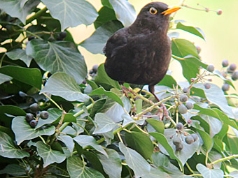 amsel efeu april 2011