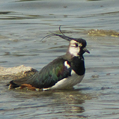 Kiebitz trifft Nilgans und Kanadagans