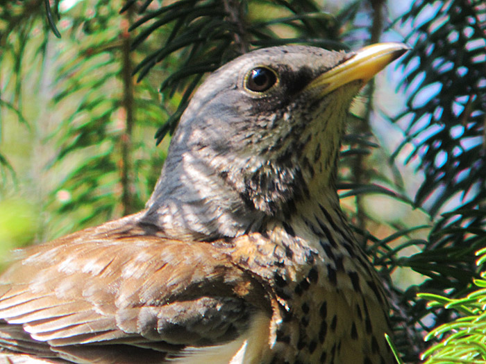 wacholderdrossel_nest_5177