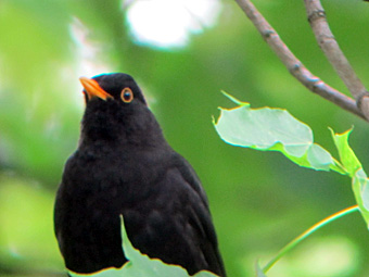 Amsel Ostfriedhof