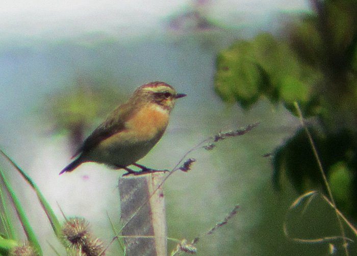 Braunkehlchen, mai 11