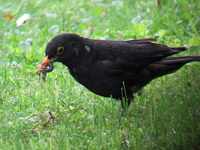 Amsel Juni 2011