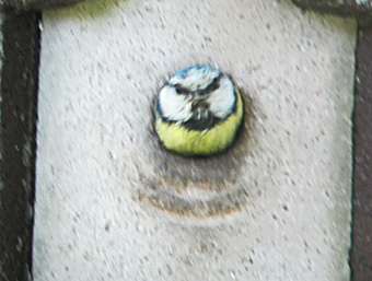 blaumeise_mai11_6657 blaumeise