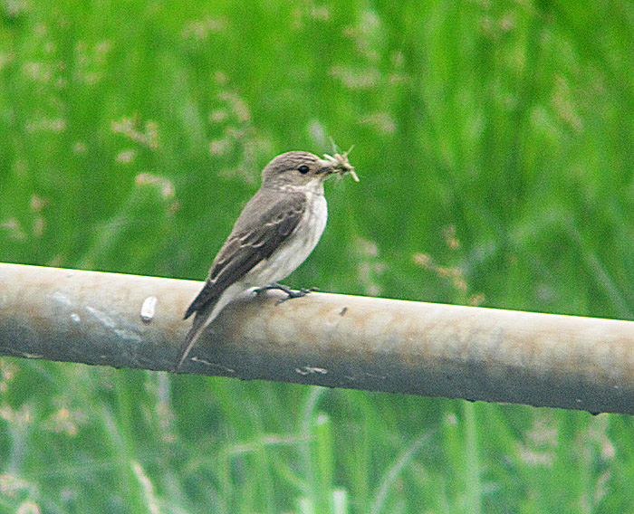 Grauschnäpper Juli 2011