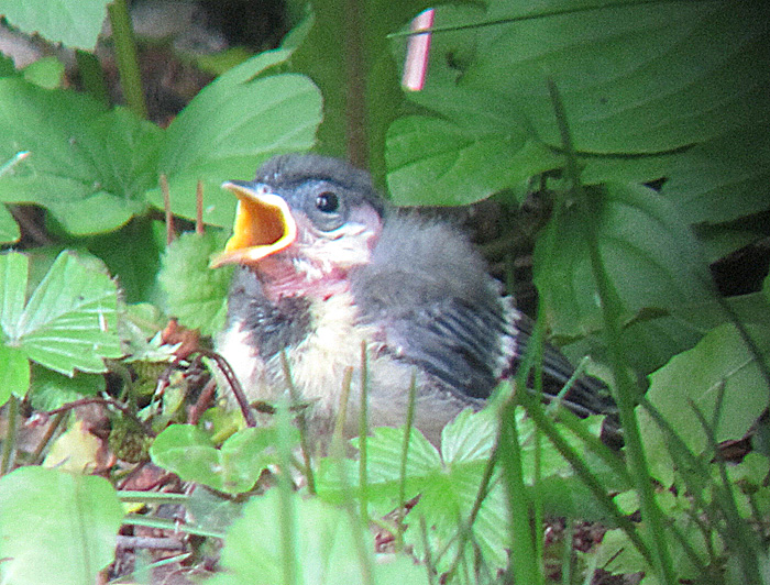 kohlmeise jungvogel mai 11