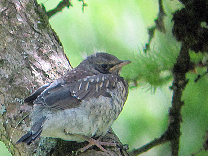 wacholderdrossel jungvogel