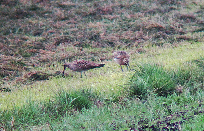 grosse brachvogel