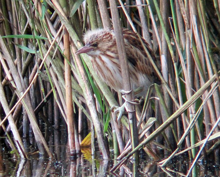 zwergdommel juli 2011