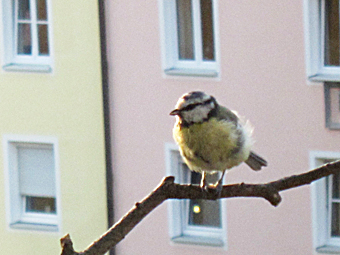 Blaumeise Juni 2011