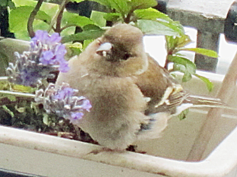 buchfink weibchen