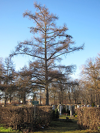 laerche_perl_friedhof_dez11_7440 Lärche