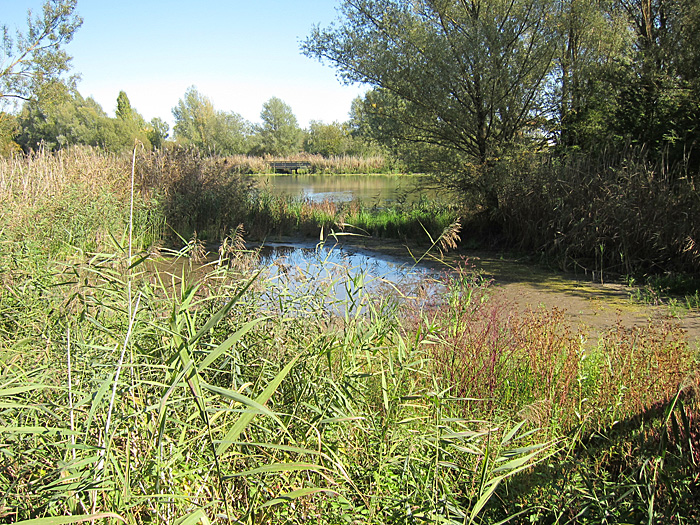 Vogelinsel Rundweg