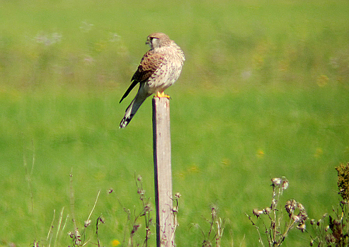 Turmfalke