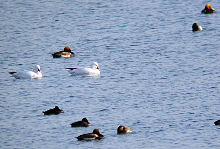 zwergschneegans1_nov11_6279 zwergschneegänse
