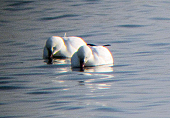 zwergschneegans2_nov11_6325 zwergschneegänse