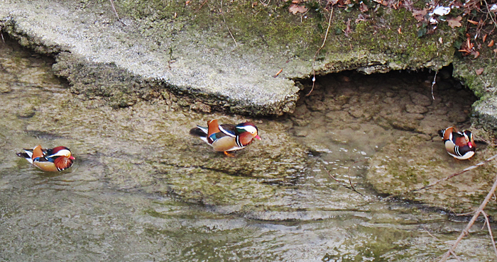 Mandarinenten