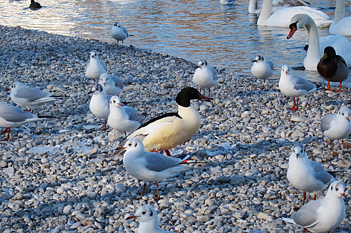 Gänsesäger, Männchen, Flaucher, Januar 2012