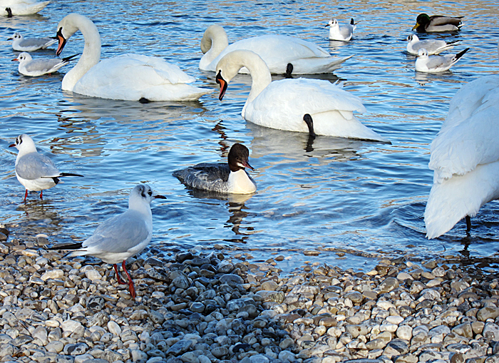 Gänsesäger