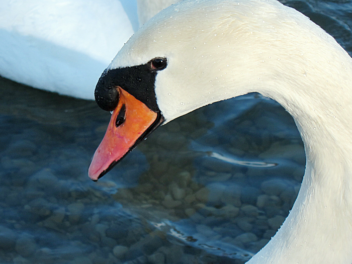 Höckerschwan