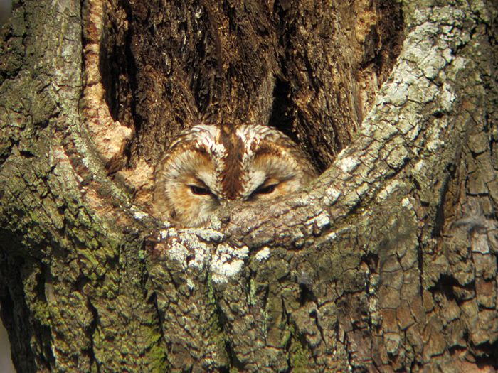 waldkauz_kasimir2_maerz12_0011 Waldkauz, März 2012