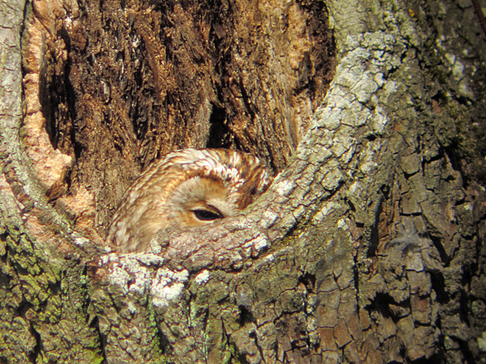 waldkauz März 2012