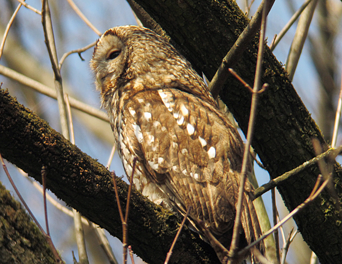 waldkauz März 2012