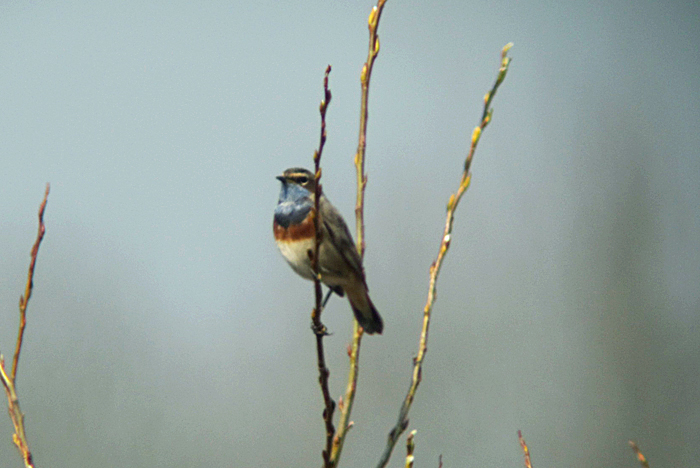 blaukehlchen