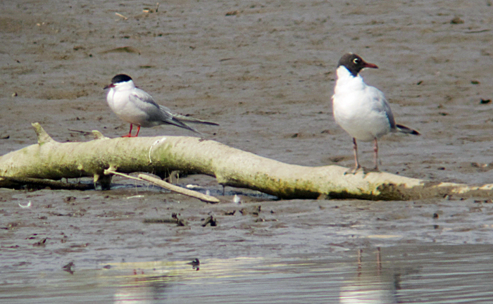 Flussseeschwalbe, Lachmöwe