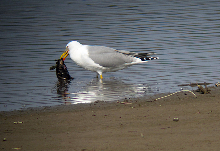 mittelmeermoewe_maerz12_0962 Mittelmeermöwe