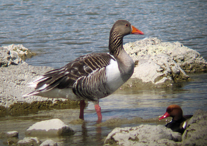 graugans kolbenente