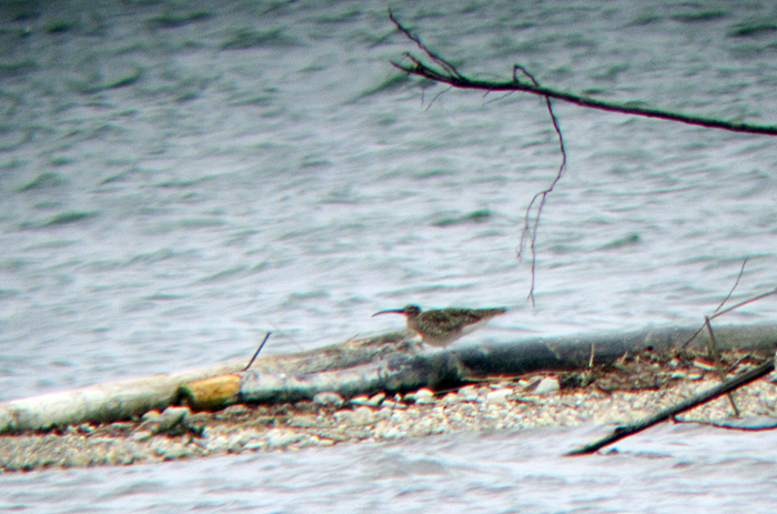 regenbrachvogel_april12_1493 regenbrachvogel ammersee april 12