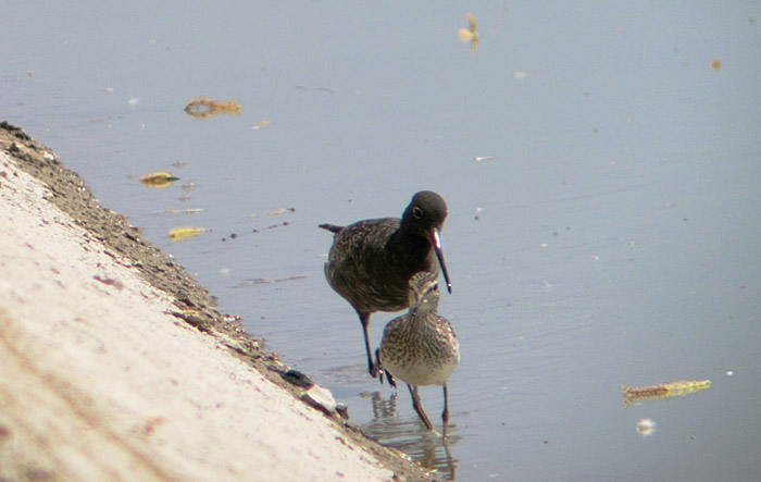 Dunkler Wasserläufer