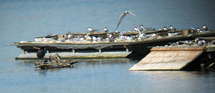 Flussseeschwalben, Mai 2012