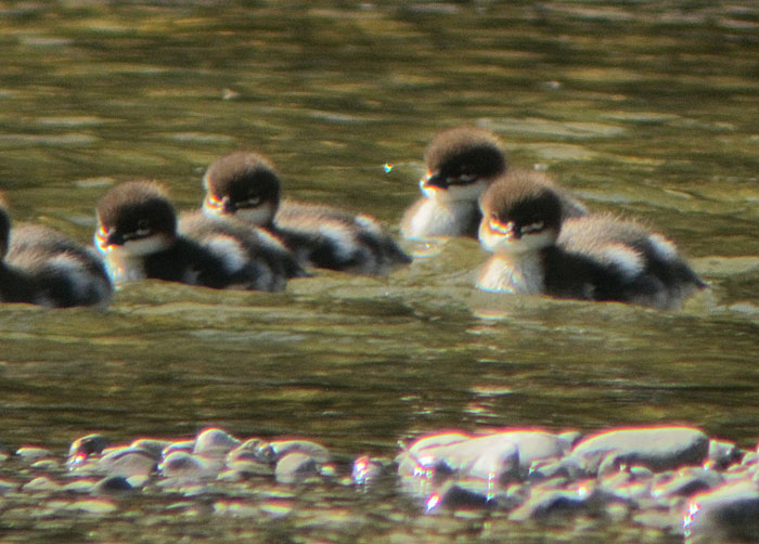 Junge Gänsesäger, Mai 2012