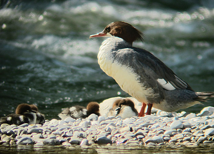 Gänsesäger, Mai 2012