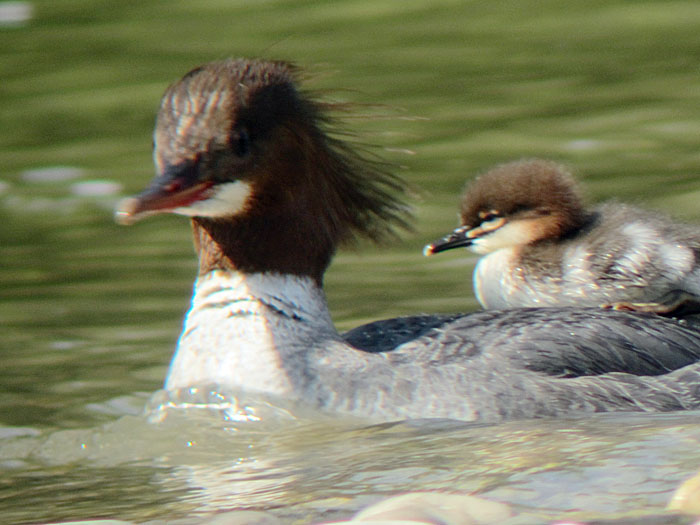 Gänsesäger und Junges, Mai 2012