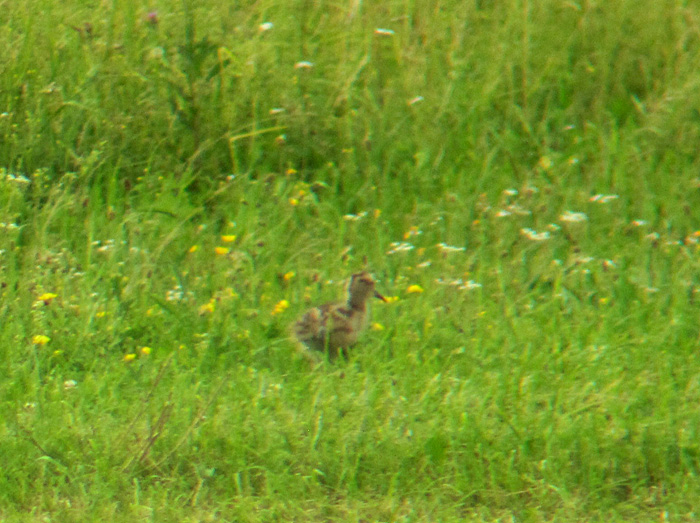 Großer Brachvogel Küken, Juni 2012