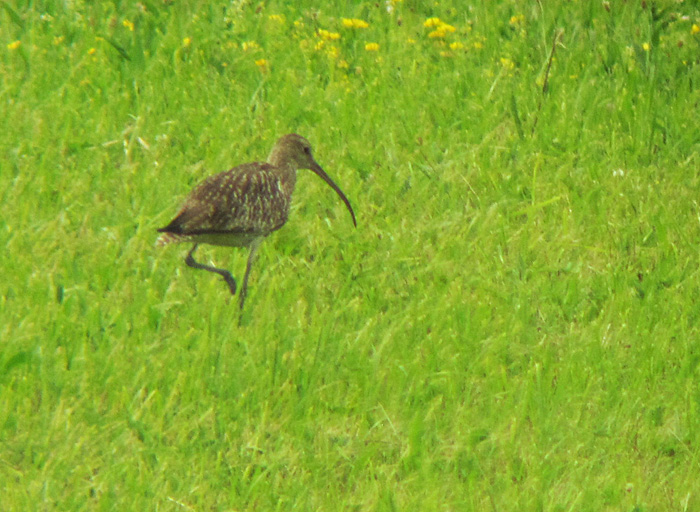 Großer Brachvogel, Juni 2012