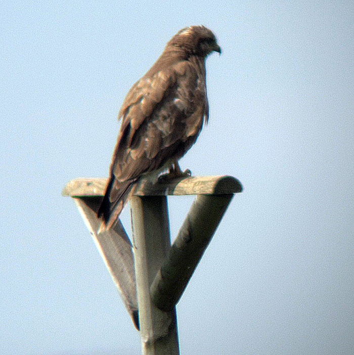 Mäusebussard, Mai 2012