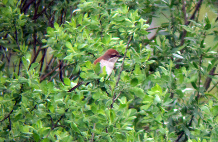 Neuntöter-Weibchen, Mai 2012