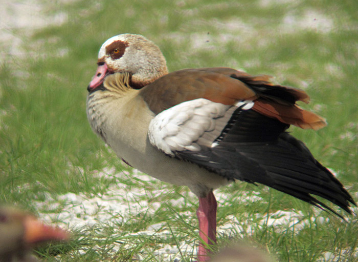 nilgans mai 2012