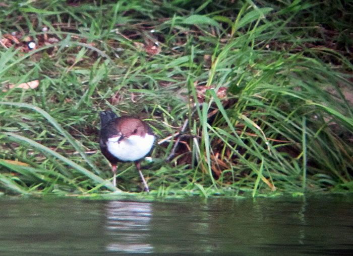 Wasseramsel, Mai 2012