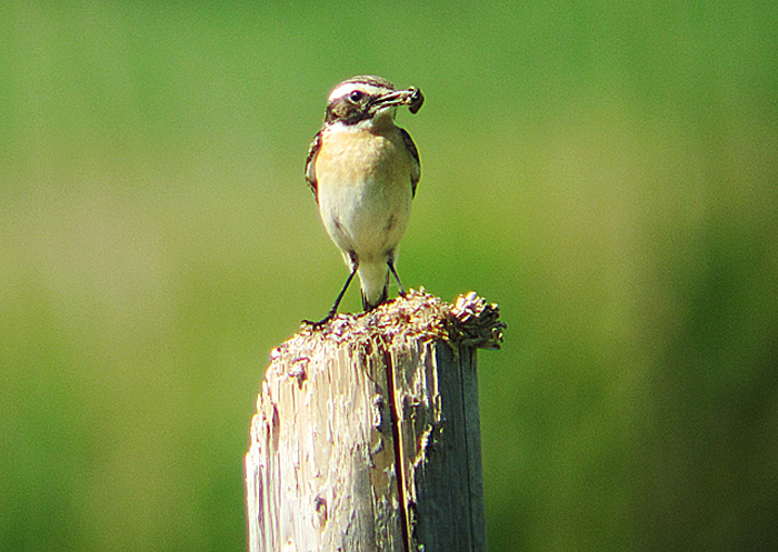 Braunkehlchen